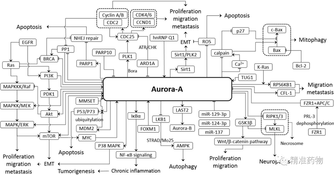 尚未成药靶标Aurora：20多个品种研发失败，多家公司仍前赴后继