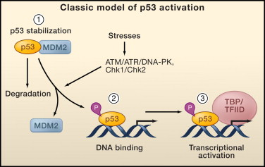 ​挑战传统理论：顾伟团队发现p53蛋白稳定非其抑癌作用所必需