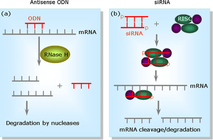 万字长文！自组装纳米结构siRNA递送系统