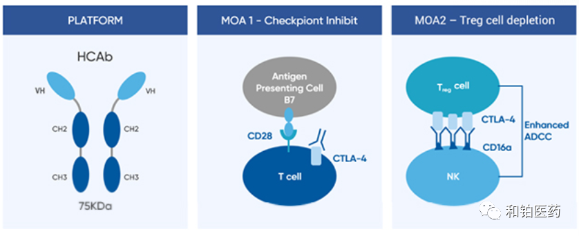 和铂医药新一代抗CTLA-4抗体I期临床试验展现治疗突破
