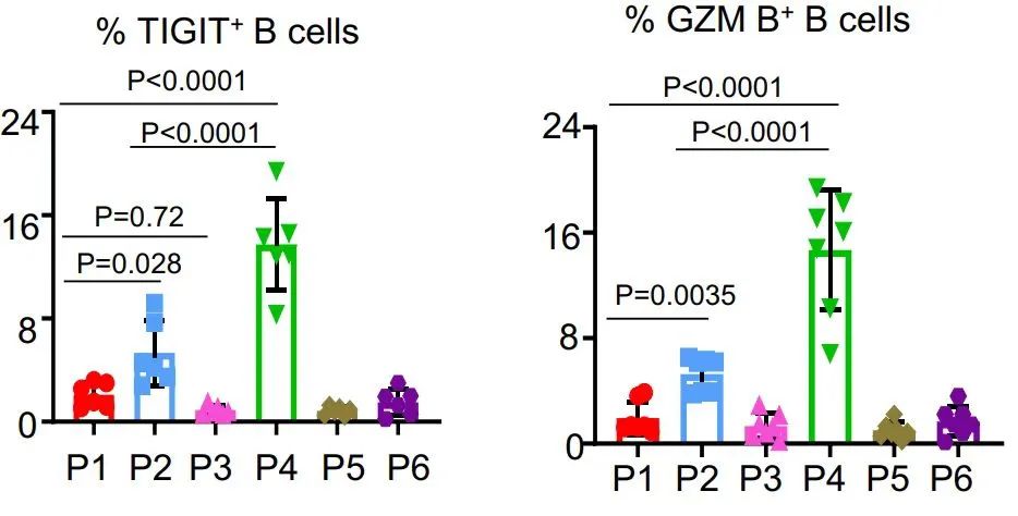 TIGIT+记忆B细胞在免疫调节中的作用