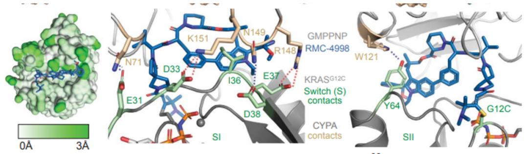 Science：靶向突变KRAS与分子伴侣蛋白的活性状态
