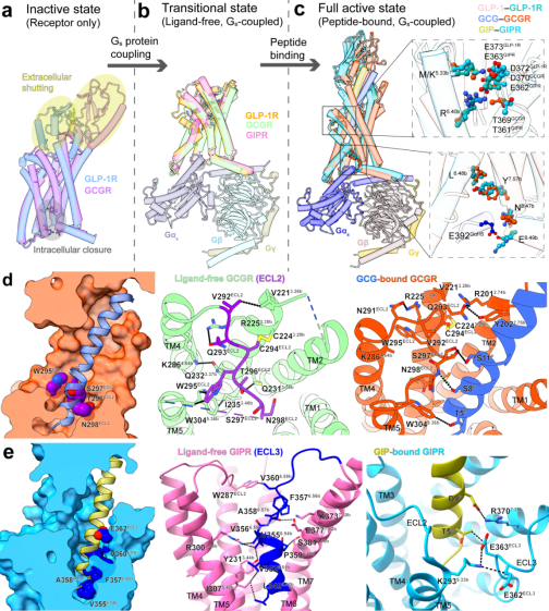 王明伟/杨德华/周庆同团队通过研究GLP-1R、GCGR和GIPR的“裸奔”结构揭示其激活前与G蛋白的预偶联状态