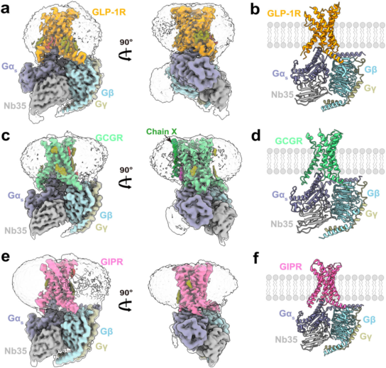 王明伟/杨德华/周庆同团队通过研究GLP-1R、GCGR和GIPR的“裸奔”结构揭示其激活前与G蛋白的预偶联状态