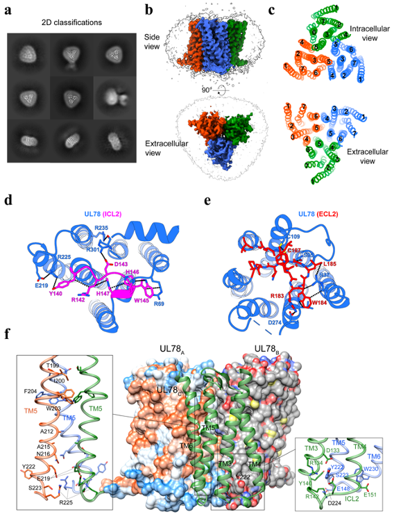 Cell Discovery | 王明伟/应天雷/杨德华合作团队揭示病毒G蛋白偶联受体的同源三聚体结构