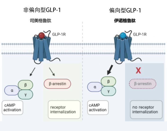 GLP-1“逆向”出海——先为达生物合作韩国头部消费医疗公司