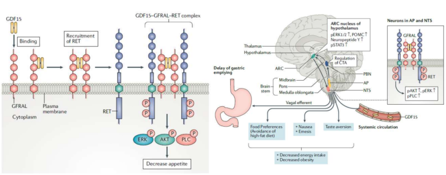 A Novel Long-acting GDF15 Analog for the Treatment of Obesity