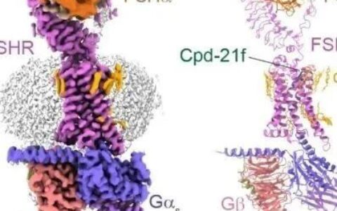 Cell Research  | 上海药物所揭示琥珀酸受体配体识别和激活的结构基础