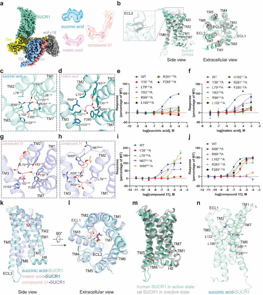 Cell Research  | 上海药物所揭示琥珀酸受体配体识别和激活的结构基础